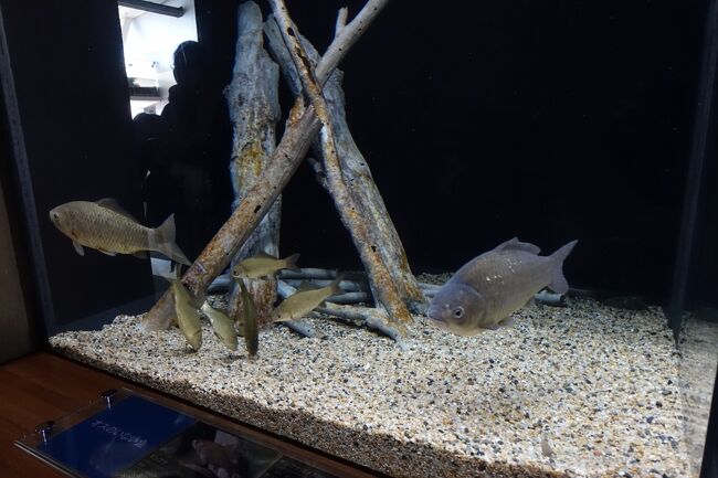 日本最大級のアマゾン水槽 日本では珍しい淡水魚の水族館へ 大田原 黒羽 那珂川 栃木県 の旅行記 ブログ By Nomo1215さん フォートラベル 日本最大級のアマゾン水槽 日本では珍しい淡水魚の水族館へ 大田原 黒羽 那珂川 栃木県 の旅行記 ブログ By Nomo1215さん フォートラベル