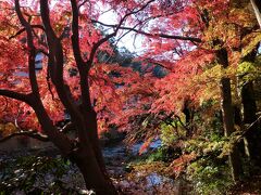 紅葉シーズンの祝日で、かなりの渋滞と現地の駐車場の混雑が予想されるため、高尾山までは電車でアクセス。
ちなみに、この時期、現地周辺の駐車場は、朝８時には満車になるそうです。

自宅から１時間半ほどで京王電鉄高尾山口駅に到着。
思っていたよりアクセスがよかった。

駅構内のショップでお昼用のおにぎりを購入し、ケーブルカー乗り場へ向かいます。
途中の川（案内川の支流）沿いに立ち並ぶ木々の紅葉が見事で、思わず立ち止まって写真をパチパチ。
