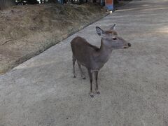 奈良公園