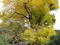 獅子舞下山後、荏柄天神社に立ち寄る。高さ25m、幹周り10mの御神木の大銀杏は、樹齢900年程度と推定されている。