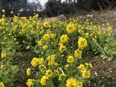 菜の花

春が待ち遠しい