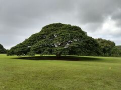 モアナルアガーデン。よく手入れされているのか、この木とすぐわかる。
