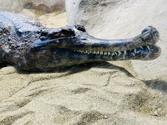 円山動物園 は虫類 両生類館