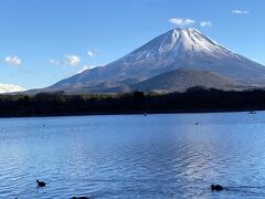 精進湖からの子抱富士
寒い中写真を撮ろうと場所取りしている人が何人かいました。
撮影スポットなんて知らなかったです。
冷たいだろうに水鳥がえさを求めて潜ったり首降ったりと雄大な自然を楽しみました