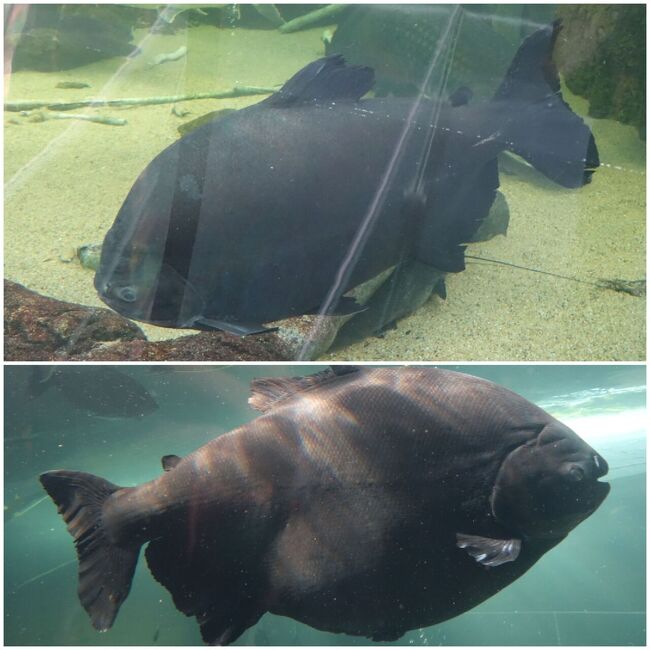 日本最大級のアマゾン水槽 日本では珍しい淡水魚の水族館へ 大田原 黒羽 那珂川 栃木県 の旅行記 ブログ By Nomo1215さん フォートラベル