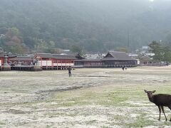 嚴島神社は水がひいていたのでこんな感じ。