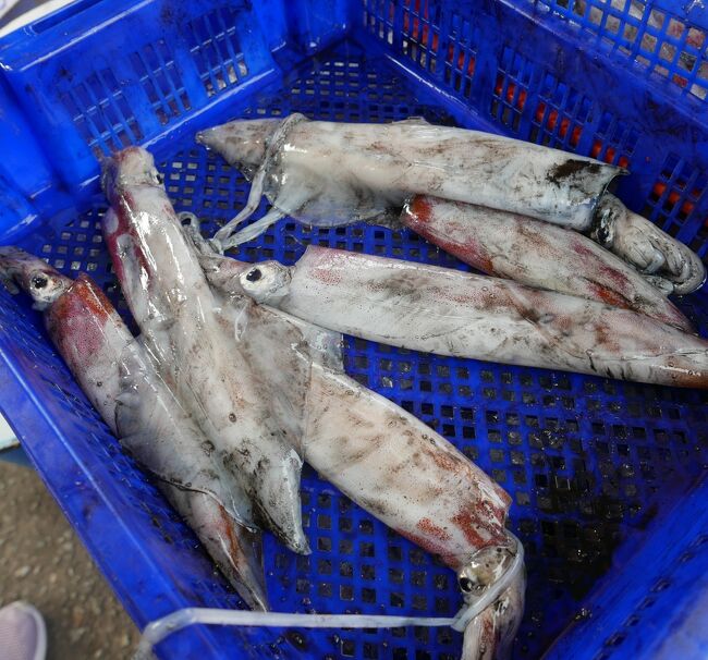 活イカ　全部お買い上げ～　400B