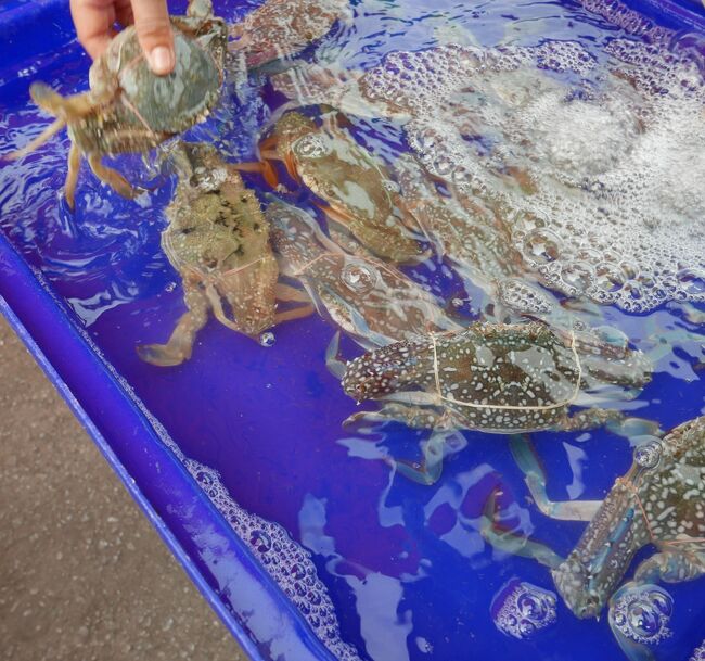 渡り蟹　５匹　400Ｂ　お買い上げ～