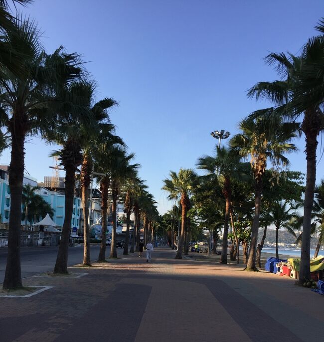 今日の散歩は3.6Km