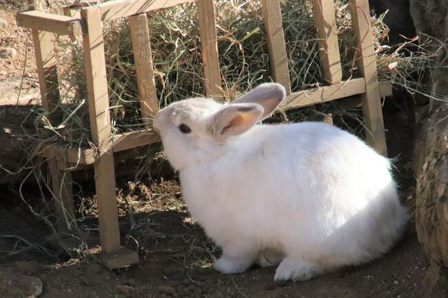 年始の埼玉こども動物自然公園21 北園 なかよしコーナーからエコハウチュウまで２往復 ビスカチャとみやびちゃんハナビちゃんに会えた 東松山 埼玉県 の旅行記 ブログ By まみさん フォートラベル