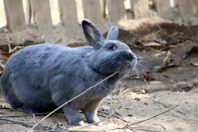 年始の埼玉こども動物自然公園21 北園 なかよしコーナーからエコハウチュウまで２往復 ビスカチャとみやびちゃんハナビちゃんに会えた 東松山 埼玉県 の旅行記 ブログ By まみさん フォートラベル