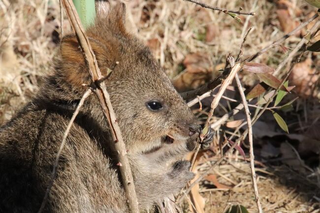年始の埼玉こども動物自然公園21 東園 クオッカ自由観覧 クオッカたちはユーカリがお好き コアラの子供たちは13時台に元気になる 東松山 埼玉県 の旅行記 ブログ By まみさん フォートラベル 年始の埼玉こども動物自然公園21 東園 クオッカ自由観覧 クオッカたちはユーカリがお好き コアラの子供たちは13時台に元気になる 東松山 埼玉県 の旅行記 ブログ By まみさん フォートラベル