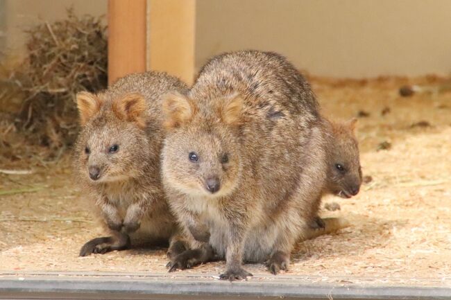 年始の埼玉こども動物自然公園2021（東園）クオッカ自由観覧～クオッカたちはユーカリがお好き～コアラの子供たちは13時台に元気になる！？』東松山(埼玉県)の旅行記・ブログ  by まみさん【フォートラベル】