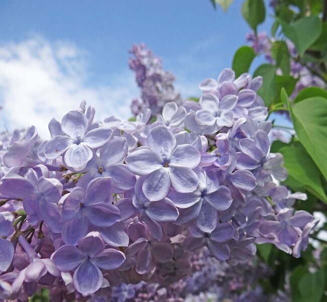 花の札幌 川下公園ライラックの森 Ii 札幌 北海道 の旅行記 ブログ By Bunbunさん フォートラベル 花の札幌 川下公園ライラックの森 Ii 札幌 北海道 の旅行記 ブログ By Bunbunさん フォートラベル