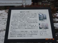 瑞龍寺のしだれ桜の案内