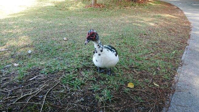 鴨が居たんだって。