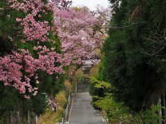 仙台市の桜開花は３月２８日でした。平年より14日、昨年より8日も早かったんです。

4月1日・・・お天気はあまり良くなかったけれど、ご近所の北山五山のお寺をブラブラ・・・。

2月下旬から3月・・・3月初頭に突然、全国の小中高校に臨時休校が要請されました。その後、国内のスポーツ・文化イベント等の中止や延期も要請され、ディズニーランドやUSJなどがクローズし、オリンピックも延期決定。
東京では週末の外出自粛要請から始まり、不要不急の外出自粛が要請されることとなりました。

一方、ヨーロッパでは桁違いに感染者が増えていっているのに、外国人の入国を止めることもなく（３月になって、やっと中国・韓国・イランの入国拒否のみ・・・それだって、今さらやっと？？それらの国だけ？？って感じ）、のんきな日本人が、卒業旅行などでヨーロッパからウィルスをお土産に・・・なんて、ちょっと腹立たしいような状況が続きました。志村けんさんも亡くなりました。