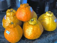 【南米大陸の「デコポン」】

日本発（日系移民が持ち込んだ）「デコポン」。

日本では、お目に掛かった事も、食べた事もないけれど...