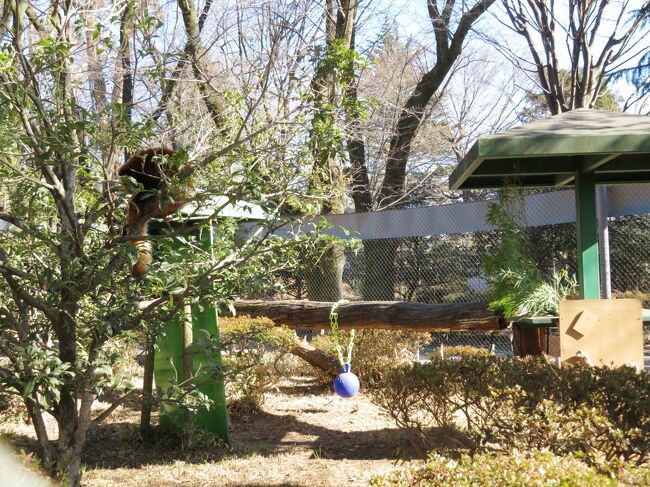 年始の羽村市動物公園21 やっと見られたレッサーパンダのソラちゃん ラテくん アルくんのリンゴタイム 福生 武蔵村山 東京 の旅行記 ブログ By まみさん フォートラベル