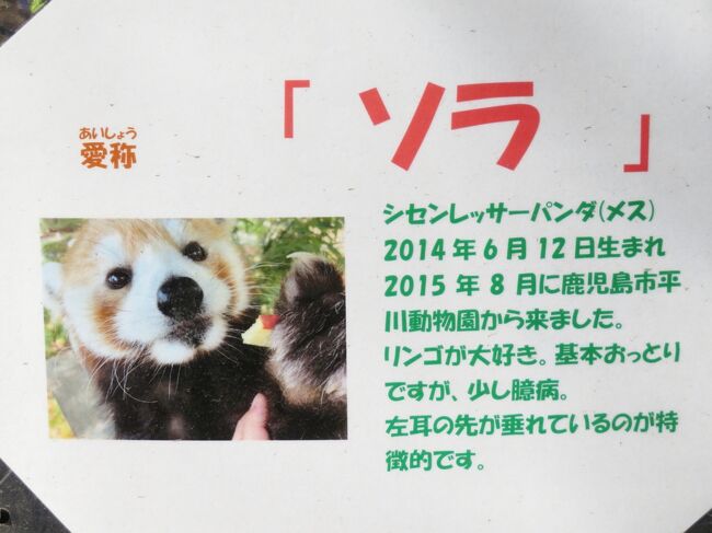 年始の羽村市動物公園21 やっと見られたレッサーパンダのソラちゃん ラテくん アルくんのリンゴタイム 福生 武蔵村山 東京 の旅行記 ブログ By まみさん フォートラベル