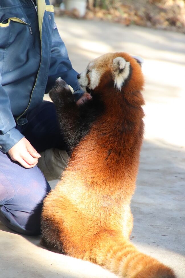 年始の羽村市動物公園21 やっと見られたレッサーパンダのソラちゃん ラテくん アルくんのリンゴタイム 福生 武蔵村山 東京 の旅行記 ブログ By まみさん フォートラベル
