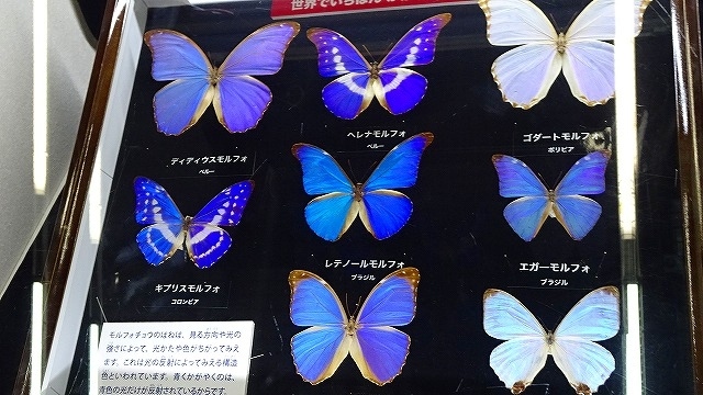 暖かい温室に咲く花を見に 伊丹市昆虫館へ行きました その5完 伊丹 兵庫県 の旅行記 ブログ By Hn11さん フォートラベル 暖かい温室に咲く花を見に 伊丹市昆虫館へ行きました その5完 伊丹 兵庫県 の旅行記 ブログ By Hn11さん フォートラベル