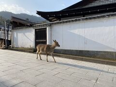 鹿ちゃんさようなら。
奈良の鹿とちがって、宮島の鹿は大人しい。
という印象