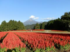 　最初に「鳥取・伯耆（ほうき）地方絶景の旅」を象徴する絵を二枚持って来ました。

　ここは「鳥取県立フラワーパークとっとり花回廊」です。絵は「花の丘」、四季折々のお花畑が大山をバックに広がります。