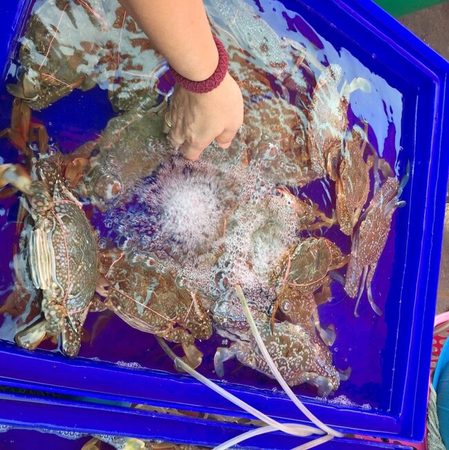 渡り蟹　2匹　210B　お買い上げ～