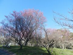 園内には紅梅・白梅、色んな形や咲き方の梅の木がたくさんありました。