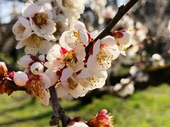 この日は2月下旬。コロナの報道もありますが
まだ世間は緩やかな気持ちだった。