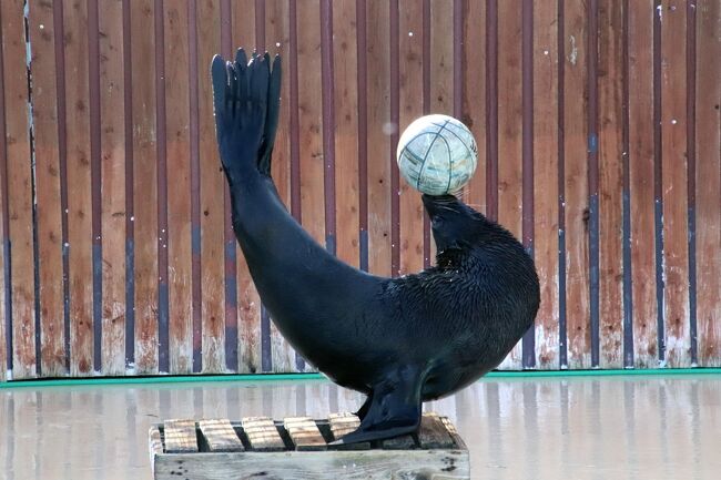 車で２度目の冬のイルミネーションの東武動物公園 ２ 間に合ったレッサーパンダの朝食 初めて見られたリンゴタイム アニマルパフォーマンス観覧 蓮田 白岡 埼玉県 の旅行記 ブログ By まみさん フォートラベル