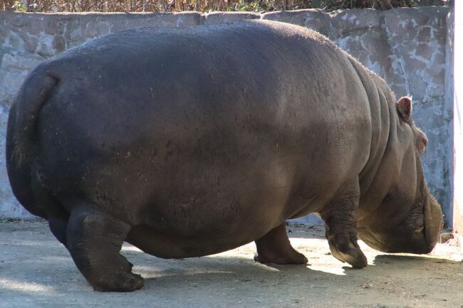 車で２度目の冬のイルミネーションの東武動物公園 ２ 間に合ったレッサーパンダの朝食 初めて見られたリンゴタイム アニマルパフォーマンス観覧 蓮田 白岡 埼玉県 の旅行記 ブログ By まみさん フォートラベル