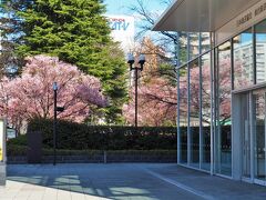 2020年3月25日。

ソメイヨシノより一足早く咲くコヒガンザクラ・・・もう咲いているかしら？とお散歩がてら見に行ってみました。

勾当台公園近くのNHK仙台放送局前からは、隣の錦町公園にあるコヒガンザクラが見えます。