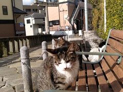 山王神社二の鳥居。の手前にも鳥居が横たえてあり、そばのベンチで平和に寛ぐ猫たち。