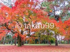 京都御苑