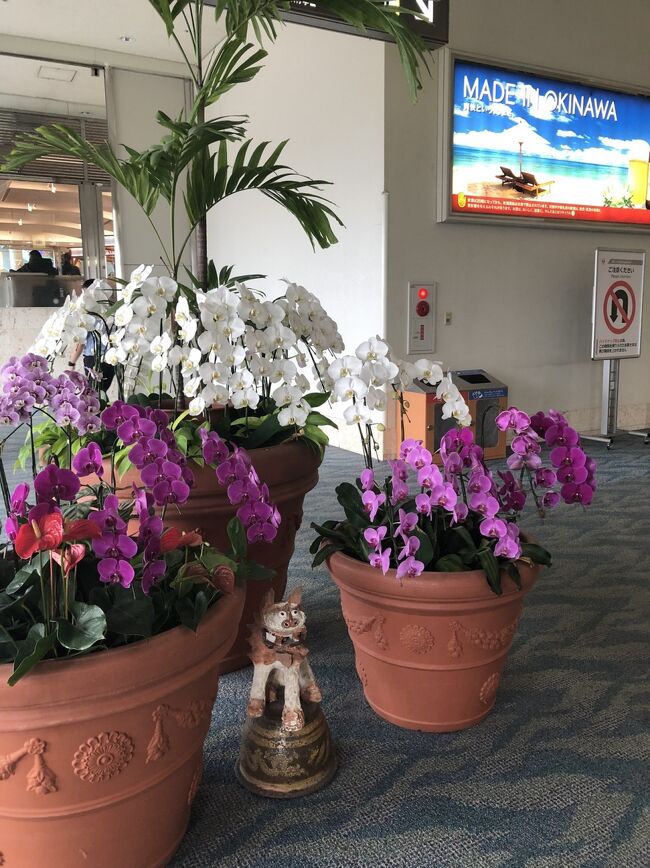 那覇空港はいつ来ても蘭の花がキレイ