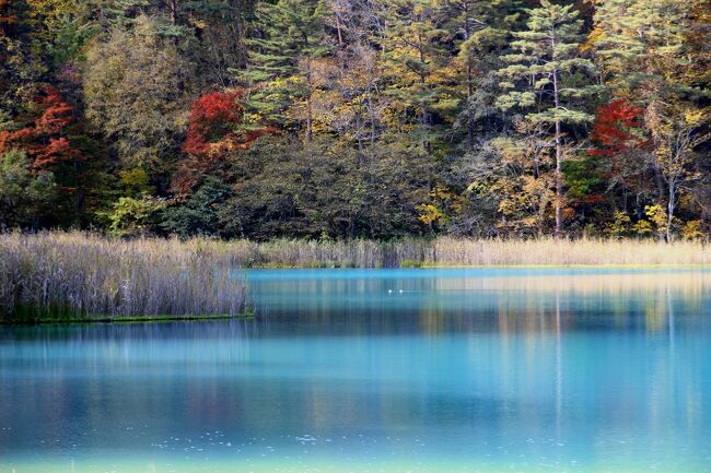 日本画家　松本　栄　福島県出身　五色沼の秋 日本画家 松本 栄 福島県出身 五色沼の秋 - メルカリ
