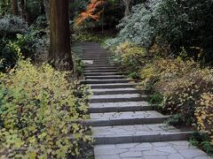 二階堂地区の最奥に位置する紅葉ヶ谷にある瑞泉寺に到着。
鎌倉宮からのんびり歩いて１５分ほどだ。
入口で拝観料（200円）を払い境内へと入る。
瑞泉寺は、二階堂道蘊（貞藤）が夢窓疎石を開山として嘉歴２年(1327)に創建した臨済宗円覚寺派の寺。
室町時代、鎌倉公方４代足利持氏による永享の乱以降は寺運が衰退したそうだ。
山門へ向かう石段の奥に、名残の紅葉のように色付いた木があった。