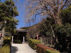 帰りは歩いて鎌倉駅まで戻ることにした。
途中、梅が咲いているかなと荏柄天神社に寄ってみることにする。
境内へと続く石段の脇には、御神木の銀杏の大木が立っている。
樹齢はおよそ900年だそうだ。
長治元年(1104)創建の社なので、その頃から鎌倉を見守ってきたことになる。
まさに生き字引だ。