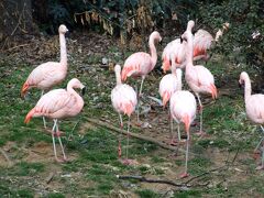 噴水公園の南側の池にはフラミンゴ