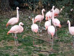 噴水公園の南側の池にはフラミンゴ