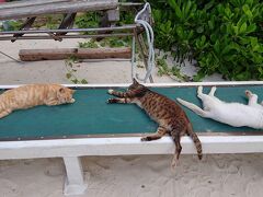 川平湾の砂浜のベンチに寝そべっていた猫たち
