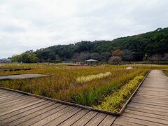 こちらが北山公園。
菖蒲の時期はきれいな花と沢山の人だけど
菖蒲の花が終わるとかなり地味。
菖蒲の時期の旅行記は
https://4travel.jp/travelogue/11508981
https://4travel.jp/travelogue/11629107