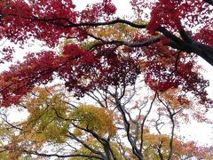 五稜郭公園を散歩します。紅葉でした。