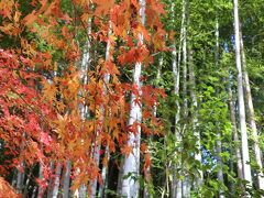 祇王寺は紅葉の絨毯で有名だけど、今年はイマイチ(+_+)
それよりも印象的だったのは、竹林と紅葉の風情です。