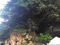 那覇バスターミナル構内にある大きな琉球石灰岩、「仲島の大石」と呼んでいます。
岩の上にアコウなどの植物が自生していて迫力満点。