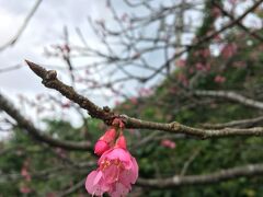 咲き始めたばかりの桜を見るために八重岳に立ち寄ってから、美ら海水族館を目指しました。