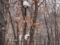 雪の公園で枯れ残る柏の葉／千歳
柏の葉は春になって新しい葉が出る頃に落ちるといいます。
千歳には柏の木が多く自生しています。
