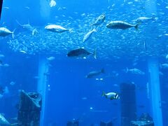 ザ ロスト チェンバーズ水族館